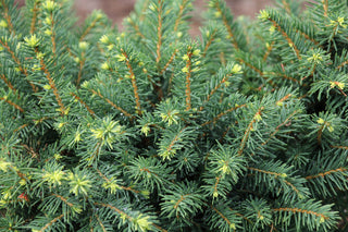White Spruce - Picea glauca