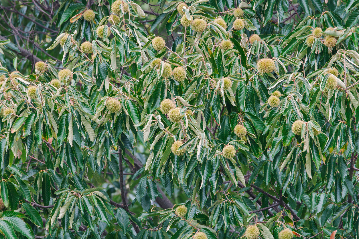 american chestnut seeds for planting American Chestnut
