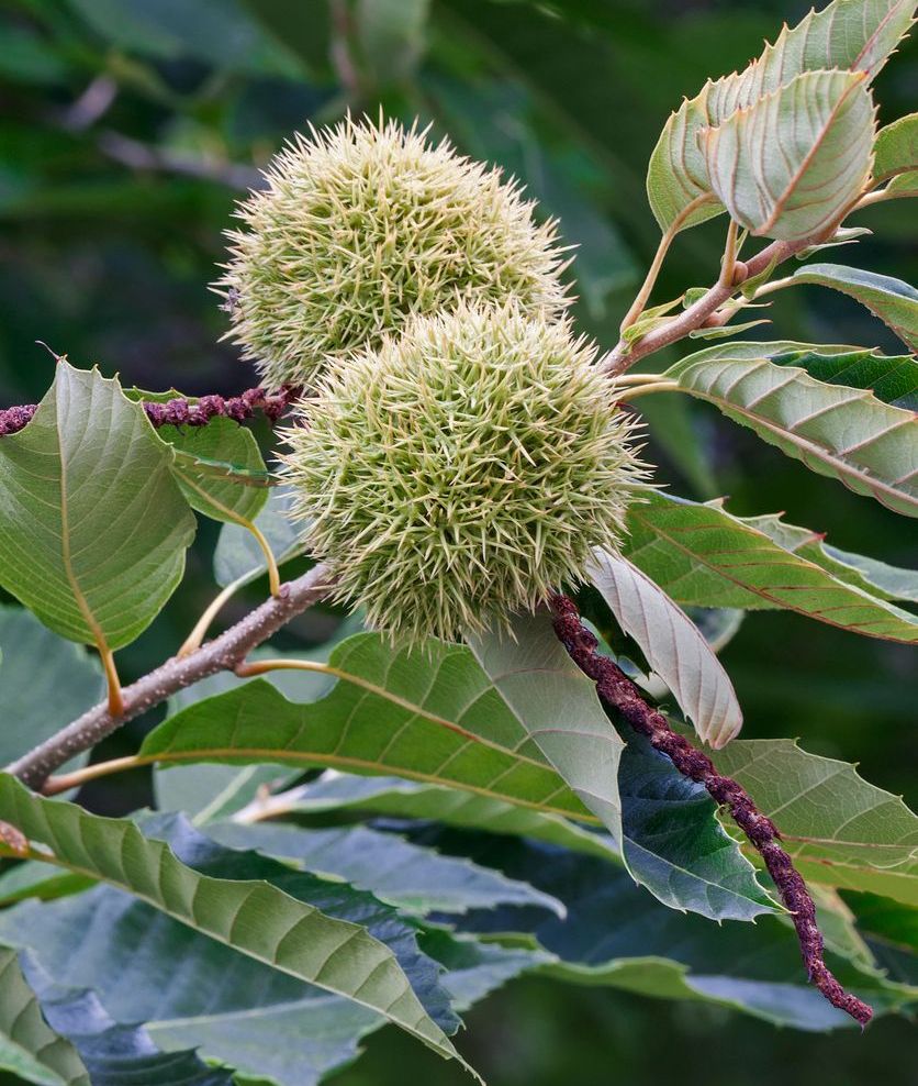 american chestnut seeds for planting American Chestnut