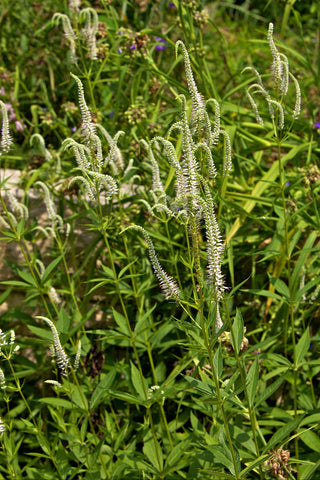 Culver's Root - Veronicastrum virginicum