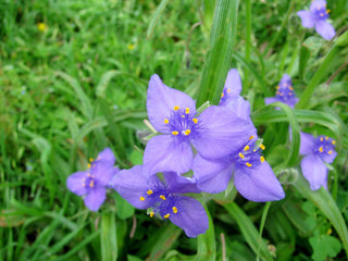 Ohio Spiderwort - Tradescantia ohiensis