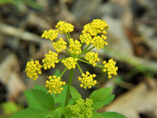 Golden Alexanders - Zizia aurea