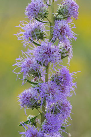 Button Blazing Star - Liatris aspera