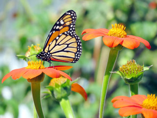 Mexican Sunflower Torch - Tithonia rotundifolia