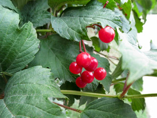 American Cranberrybush - Viburnum trilobum