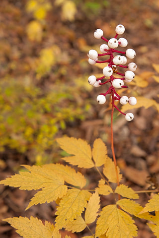 Doll's Eyes - Actaea pachypoda