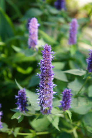 Anise Hyssop - Agastache foeniculum