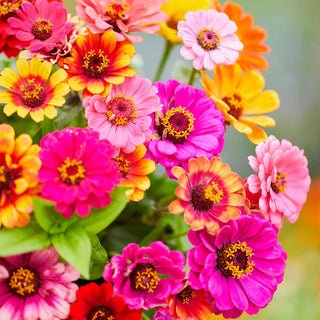 Zinnia Carrousel Mix - Zinnia elegans