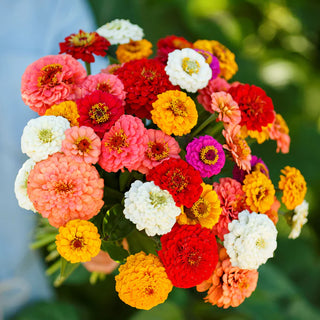 Zinnia Pumila Cut & Come Again - Zinnia elegans