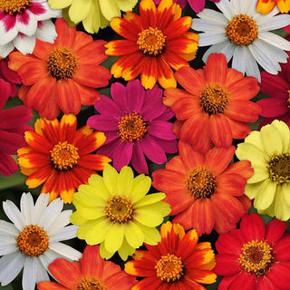 Zinnia Zahara Single Mix - Zinnia marylandica