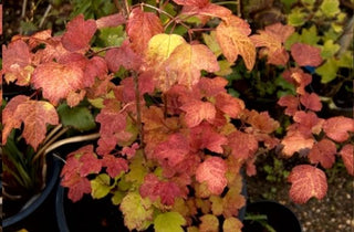 American Cranberrybush - Viburnum trilobum