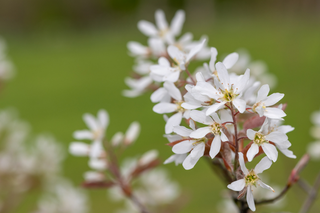 Allegheny Serviceberry - Amelanchier laevis