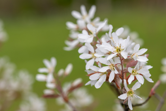 New for 2021: Prairie Baby's Breath – Beaux Arbres Plantes