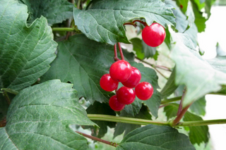 American Cranberrybush - Viburnum trilobum