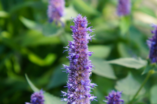 Anise Hyssop - Agastache foeniculum