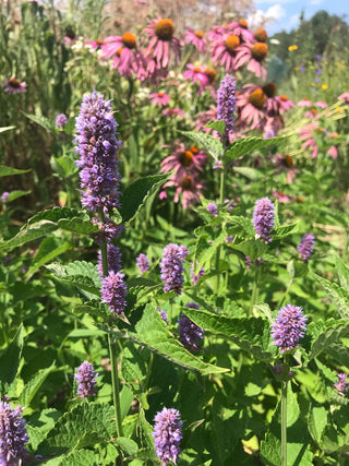 Anise Hyssop - Agastache foeniculum