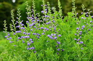 Blue Wild Indigo - Baptisia australis