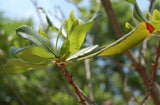 Bayberry - Myrica pensylvanica
