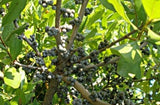 Bayberry - Myrica pensylvanica