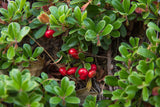 Bearberry - Arctostaphylos uva-ursi