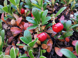 Bearberry - Arctostaphylos uva-ursi