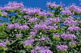 Native Bergamot - Monarda fistulosa