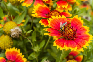 Blanket Flower - Gaillardia aristata