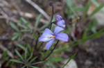 Bird's Foot Violet - Viola pedata