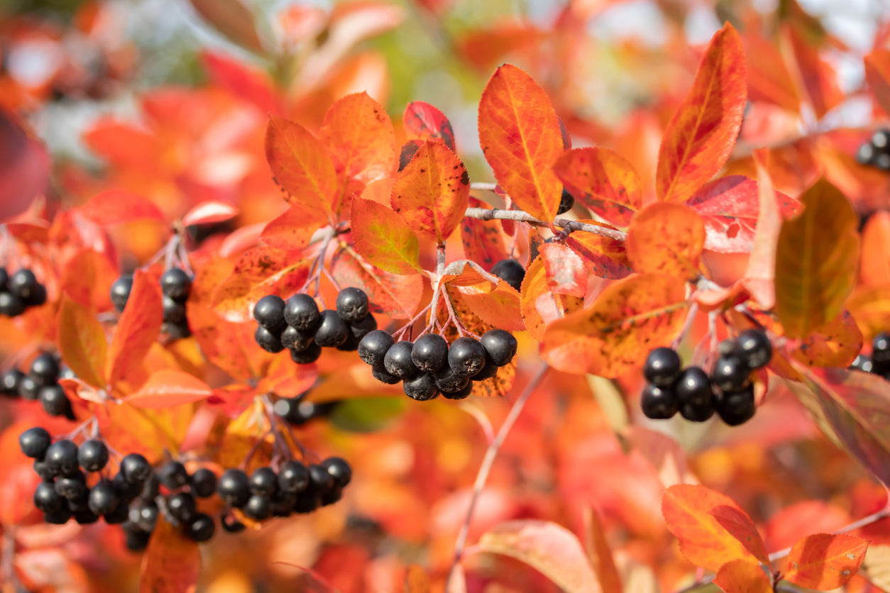Black Chokeberry - Aronia melanocarpa – Bagley Pond Perennials