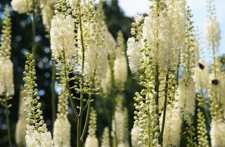 Black Cohosh - Actaea racemosa