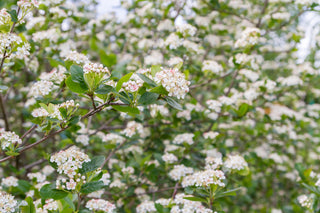 Black Chokeberry - Aronia melanocarpa