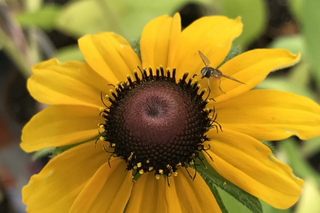 Black Eyed Susan - Rudbeckia hirta