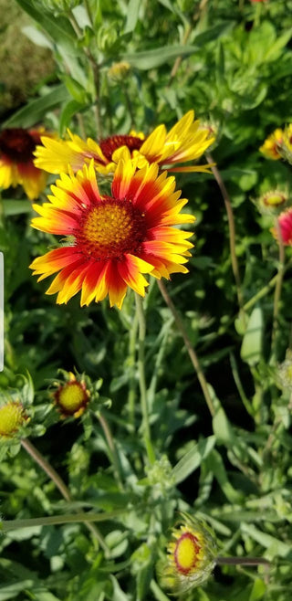 Blanket Flower - Gaillardia aristata