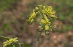 Blue Cohosh - Caulophyllum thalictroides