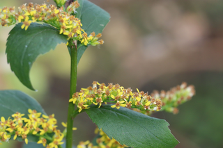 Blue Stemmed Goldenrod - Solidago caesia