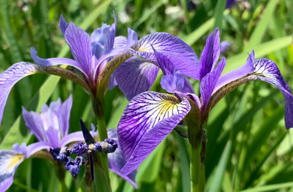 Semi Iris Nord Blue Flag Flower Seed (Iris Versicolor) 80 Semi - Foto 9