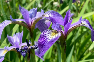Northern Blue Flag - Iris versicolor