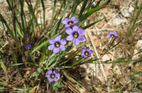 Blue-eyed Grass - Sisyrinchium albidum