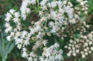 Boneset - Eupatorium perfoliatum