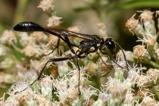 Boneset - Eupatorium perfoliatum