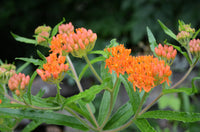 Butterfly Weed - Asclepias tuberosa