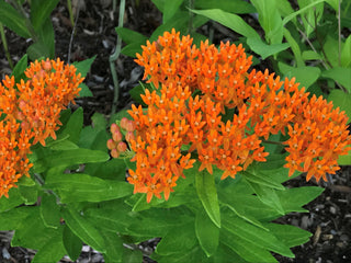 Butterfly Weed - Asclepias tuberosa