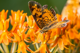 Butterfly Weed - Asclepias tuberosa