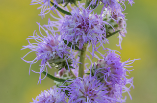 Button Blazing Star - Liatris aspera