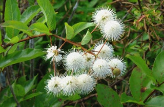 Buttonbush - Cephalanthus occidentalis