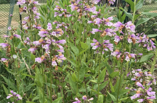 Calico Beardtongue - Penstemon calycosus