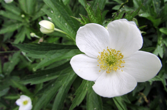 Canadian Anemone - Anemone canadensis