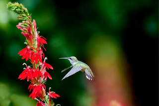 Cardinal Flower - Lobelia cardinalis