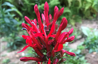 Cardinal Flower - Lobelia cardinalis