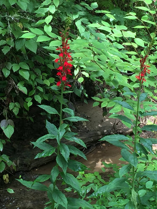 Cardinal Flower - Lobelia cardinalis